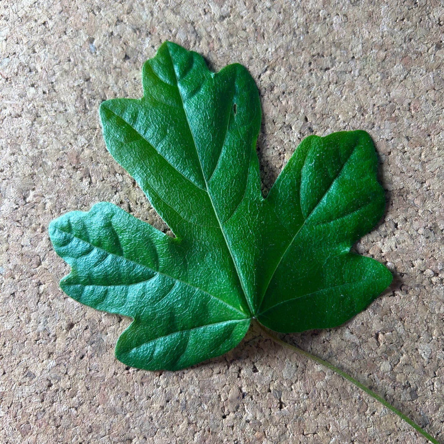 Field Maple Leaf Metal Botanic