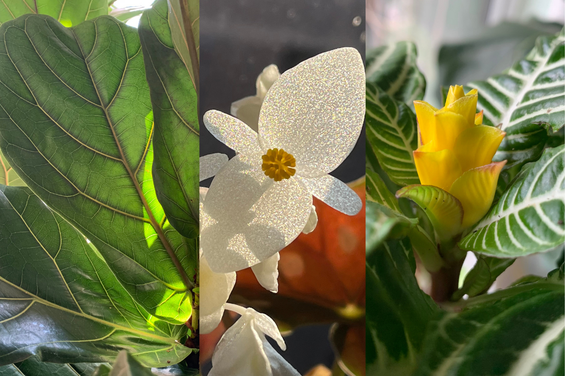 "We can't buy any more plants!"