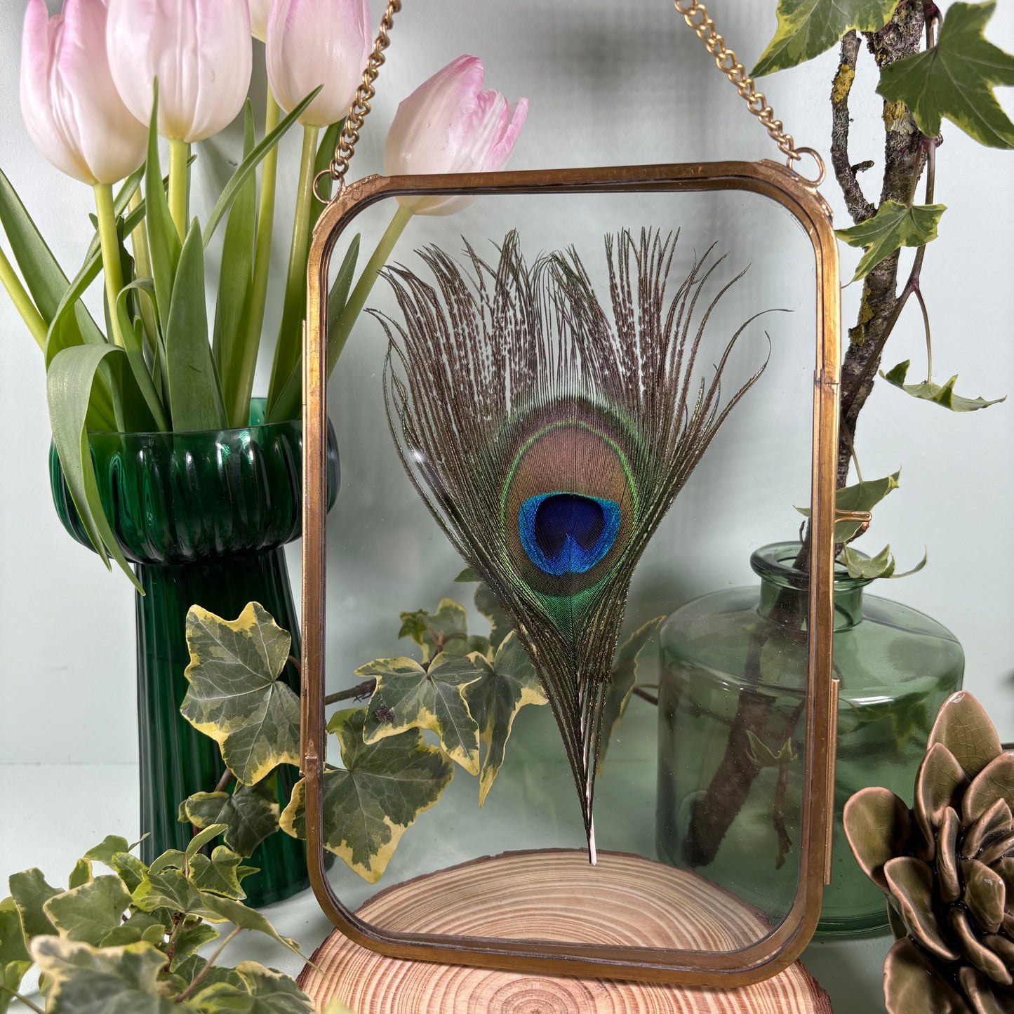 Peacock Feather in Brass Edged Hanging Frame (15cm x 23cm)