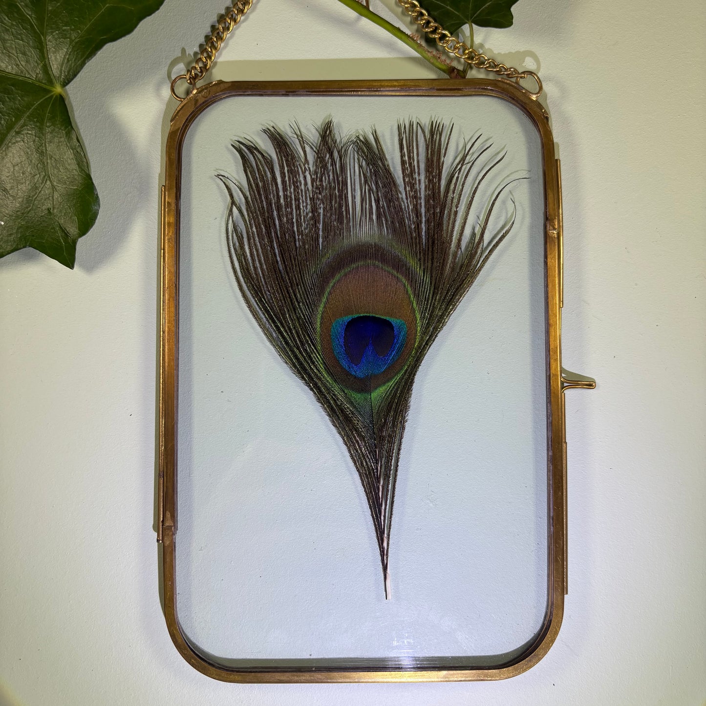 Peacock Feather in Brass Edged Hanging Frame (15cm x 23cm)