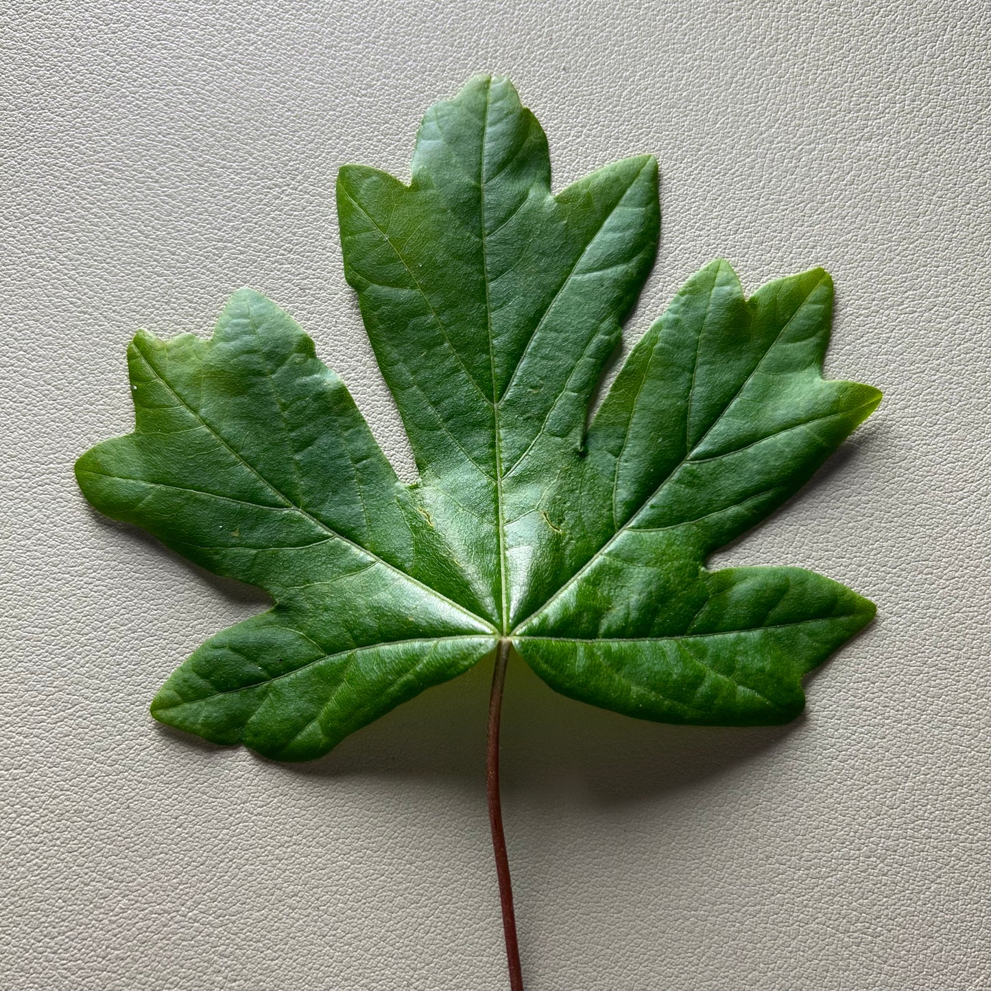 Field Maple Leaf Metal Botanic