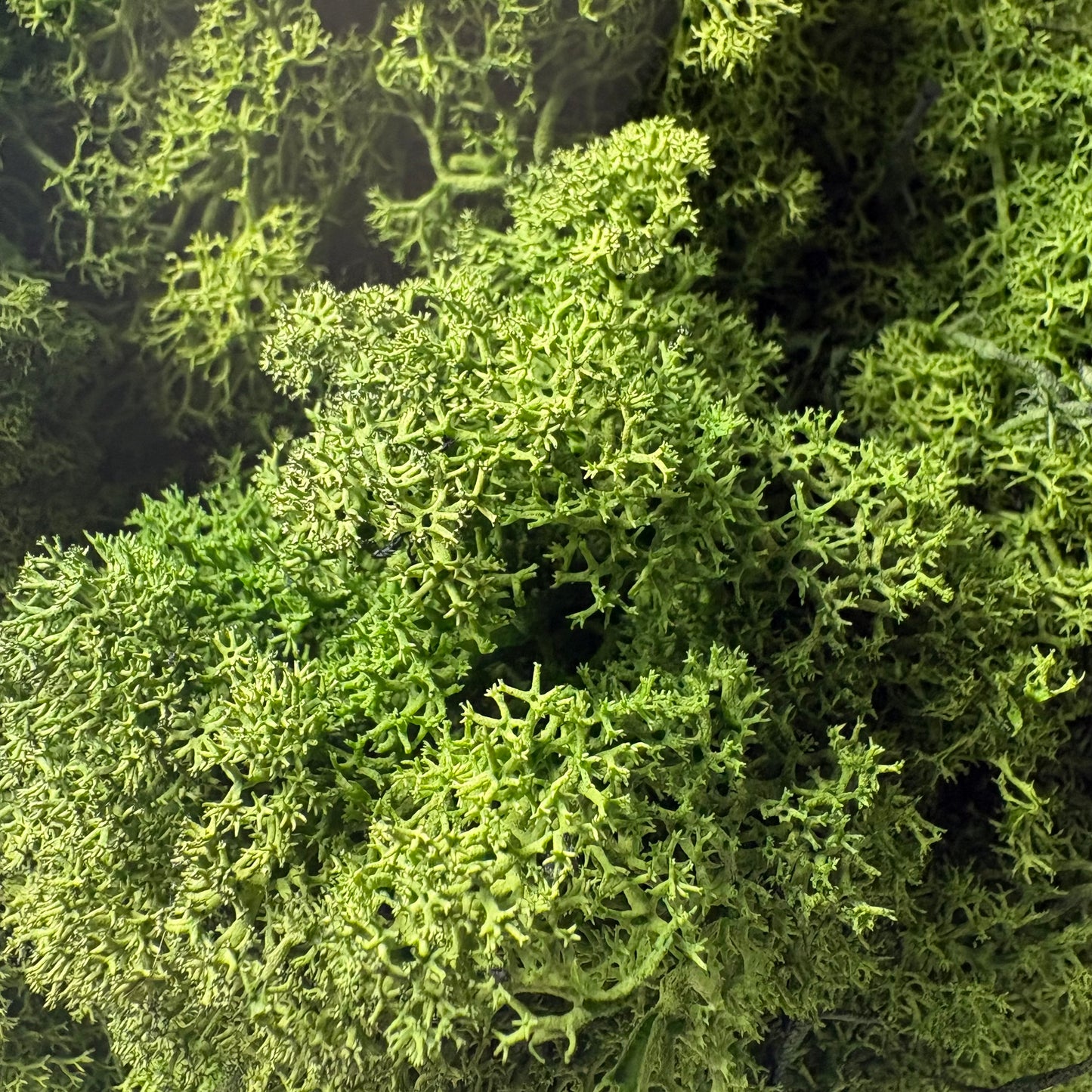 Decorative Moss 100g