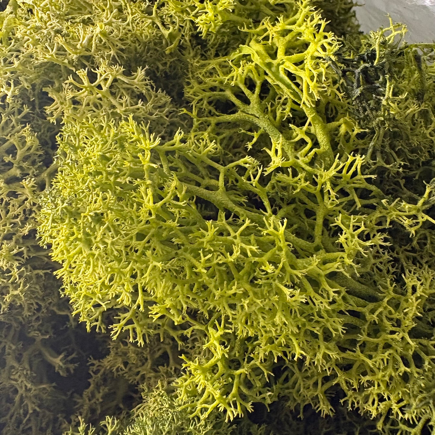 Decorative Moss 100g