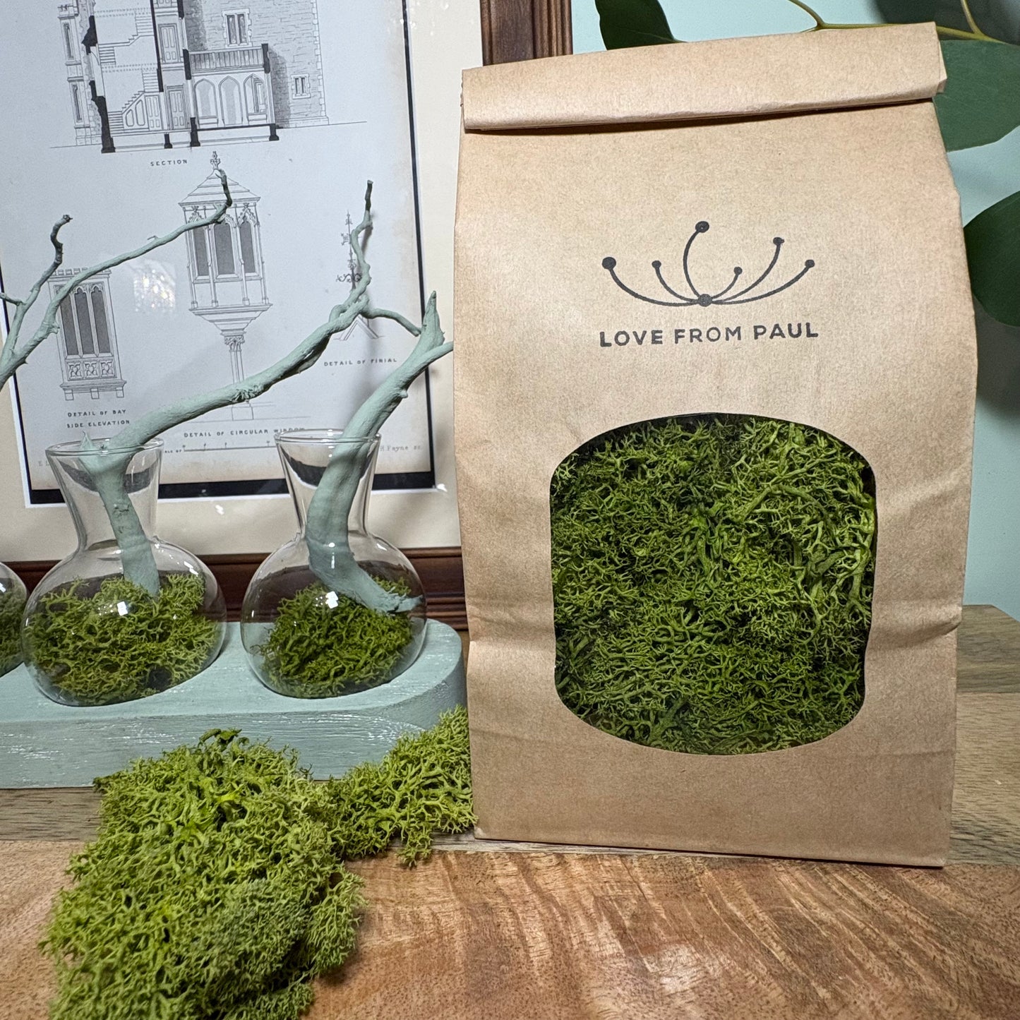 Decorative Moss 100g